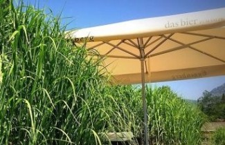 Afbeelding Chinees reuzenriet giganteus - Miscanthus giganteus