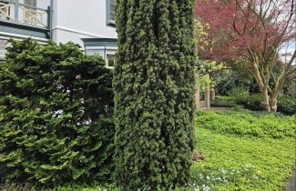 Afbeelding Ierse Taxus 'Fastigiata Aurea' - Taxus baccata 'Fastigiata Aurea'