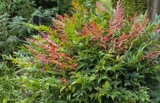 Afbeelding Hemelse bamboe 'Obsessed' - Nandina domestica 'Obsessed'