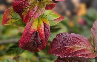Afbeelding Perzisch IJzerhout 'Persian Spire' - Parrotia persica 'Persian Spire'