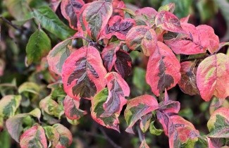Afbeelding Veelbloemige kornoelje - Cornus florida 'Sunset'
