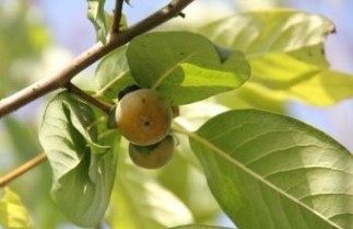 Afbeelding Kaki boom - Diospyros kaki