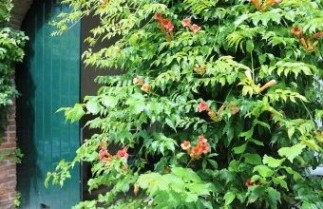 Afbeelding Trompetklimmer 'Madame Galen' - Campsis tagliabuana 'Madame Galen'