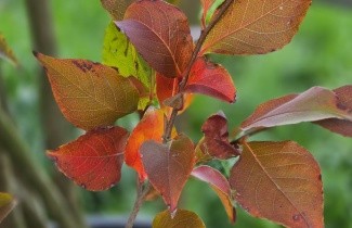 Afbeelding Schijncamelia - Stewartia rostrata