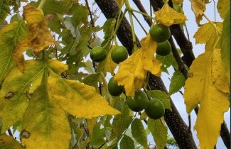 Afbeelding Kralenboom - Melia azedarach