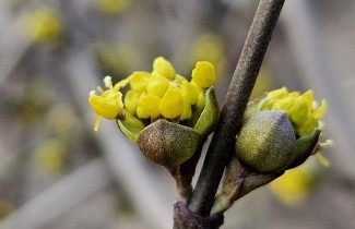 Afbeelding Gele Kornoelje - Cornus mas