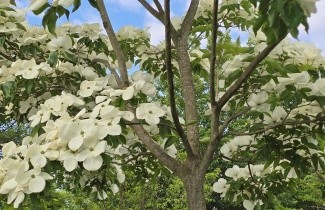 Afbeelding Japanse grootbloemige kornoelje 'Venus' - Cornus kousa 'Venus'