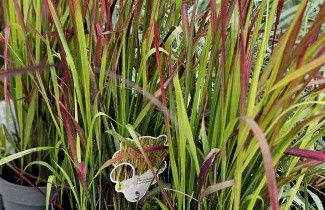 Afbeelding Japans bloedgras 'Red Baron' - Imperata cylindrica 'Red Baron'