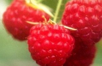 Afbeelding Herfstframboos 'Zefa Herbsternte' - Rubus idaeus 'Zefa Herbsternte'