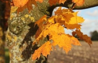 Afbeelding Noorse Esdoorn 'Columnare' - Acer platanoides 'Columnare'