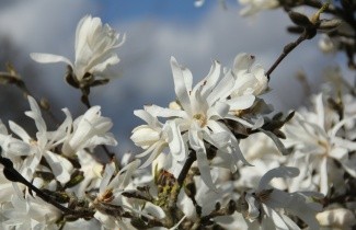 Afbeelding Stermagnolia - Magnolia stellata