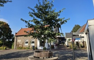 Afbeelding Els 'Spaeth' - Alnus x spaethii 'Spaeth'