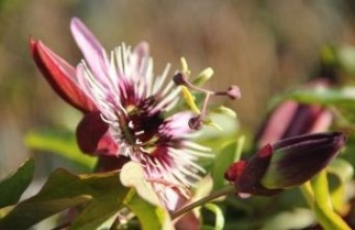 Afbeelding Paarse passiebloem 'Purple Haze' - Passiflora 'Purple Haze'