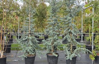 Afbeelding Blauwe Ceder - Cedrus libani 'Glauca'