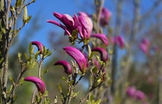 Afbeelding Magnolia 'Susan' - Magnolia 'Susan'
