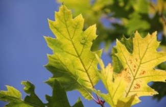 Afbeelding Geelbladige Amerikaanse Eik  - Quercus rubra 'Boltes Gold'