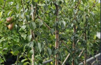 Afbeelding Handpeer 'Bonne Louise d'Avranches' - Pyrus communis 'Bonne Louise d'Avranches'