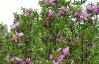 Afbeelding Magnolia 'Nigra' - Magnolia liliiflora 'Nigra'