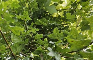 Afbeelding Franse Esdoorn - Acer monspessulanum