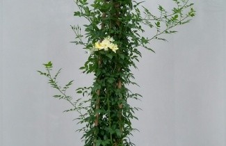 Afbeelding Klimroos 'Golden Age' - Rosa (K) 'Golden Age'