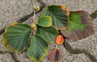 Afbeelding Toverhazelaar 'Pallida' - Hamamelis x intermedia 'Pallida'