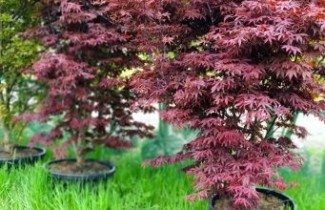 Afbeelding Japanse Esdoorn 'Yubae' - Acer palmatum 'Yubae'