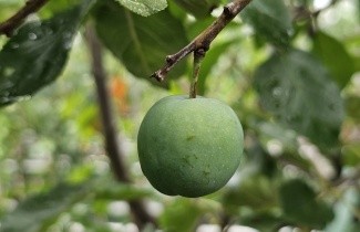Afbeelding Pruim 'Reine Claude Verte' - Prunus domestica 'Reine Claude Verte'