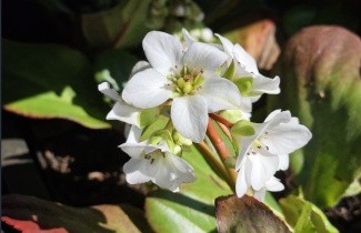 Afbeelding Schoenlappersplant wit - Bergenia 'Bressingham White'