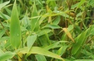 Afbeelding Bamboe 'Simba' - Fargesia murieliae 'Simba'
