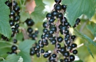 Afbeelding Zwarte bes 'Ben Lomond' - Ribes nigrum 'Ben Lomond'