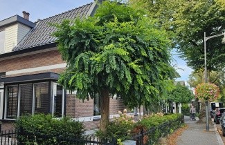 Afbeelding Bolacacia - Robinia pseudoacacia 'Umbraculifera'