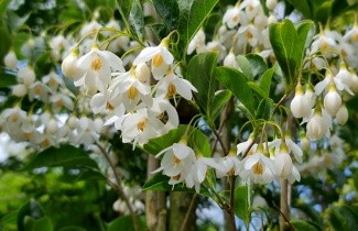 Afbeelding Storaxboom  'June Snow' - Styrax japonicus 'June Snow'
