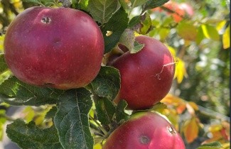 Afbeelding Appel 'Idared' - Malus domestica 'Idared'
