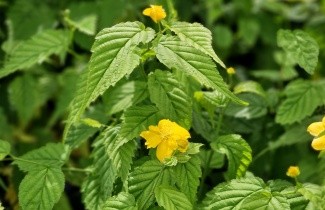 Afbeelding Ranonkelstruik - Kerria japonica 'Pleniflora'