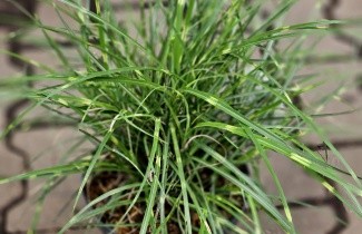Afbeelding Prachtriet 'Strictus Dwarf' - Miscanthus sinensis 'Strictus Dwarf'