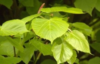 Afbeelding Winterlinde - Tilia Cordata