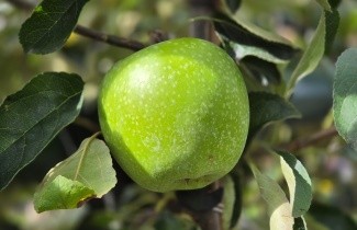 Afbeelding Appel 'Granny Smith' - Malus domestica 'Granny Smith'