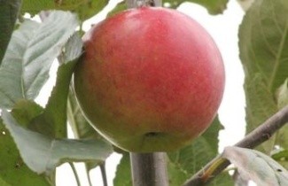 Afbeelding Appel  'Ecolette' laagstam - Malus domestica 'Ecolette'