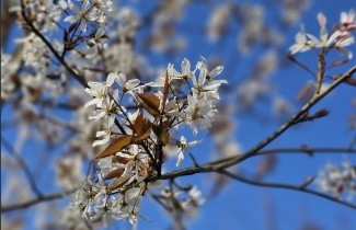 Afbeelding Amerikaanse Krentenboompje - Amelanchier lamarckii