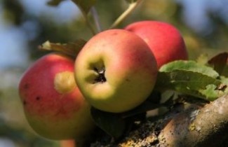 Afbeelding Appel 'Groninger Kroon'  - Malus domestica 'Groninger Kroon'