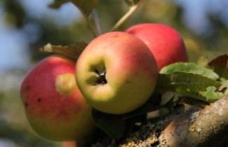 Afbeelding Appel 'Groninger Kroon'  - Malus domestica 'Groninger Kroon'