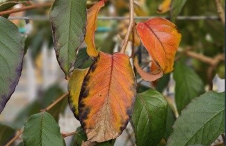 Afbeelding Schijncamelia - Stewartia rostrata