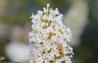 Afbeelding Vlinderstruik 'Buzz Ivory' - Buddleja davidii 'Buzz Ivory'