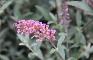 Afbeelding Vlinderstruik 'Buzz 'Pink Purple' - Buddleja davidii 'Buzz 'Pink Purple'