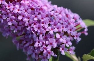 Afbeelding Vlinderstruik 'Buzz Violet' - Buddleja davidii 'Buzz Violet'