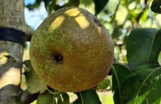 Afbeelding Stoofpeer 'Zoete Brederode'  - Pyrus communis 'Zoete Brederode'