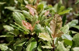 Afbeelding bontbladige glansmispel - Photinia serratifolia 'Pink Crispy'