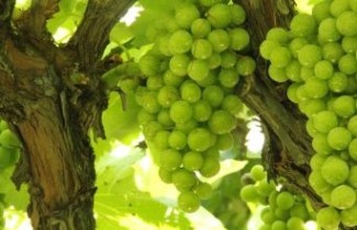 Afbeelding Witte druif 'Vroege van der Laan' - Vitis vinifera 'Vroege van der Laan'