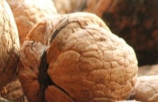 Afbeelding Walnoot 'Nr.16' - Juglans regia 'Nr.16'