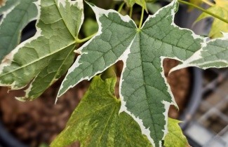 Afbeelding Gevlekte Noorse Esdoorn - Acer platanoides 'Drummondii'